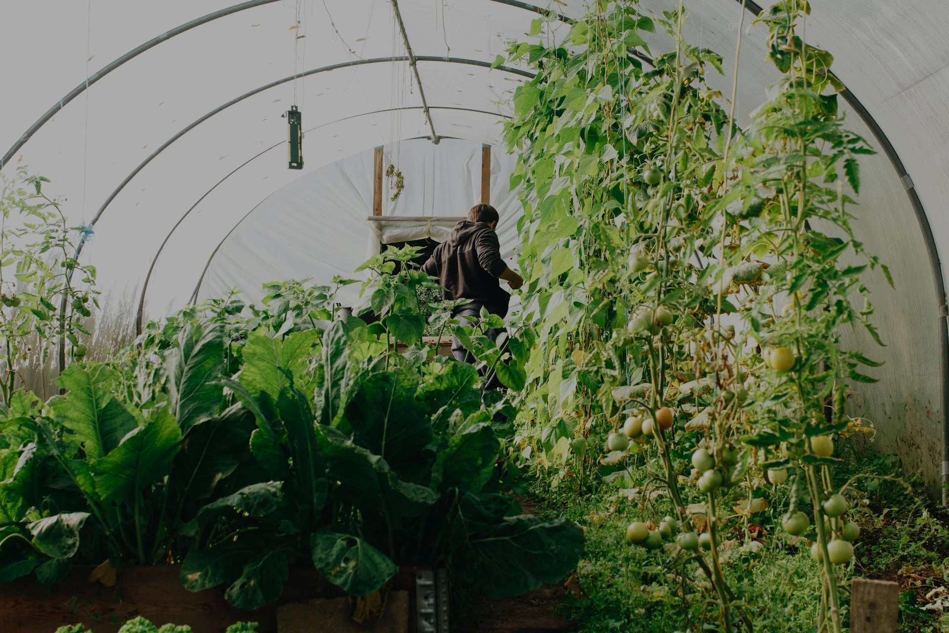 hydroponic garden