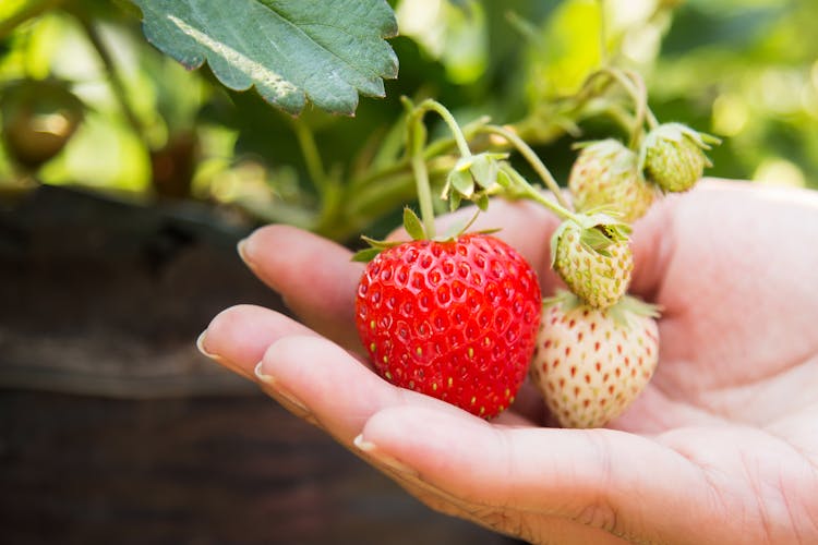 Ripe strawberries in a field