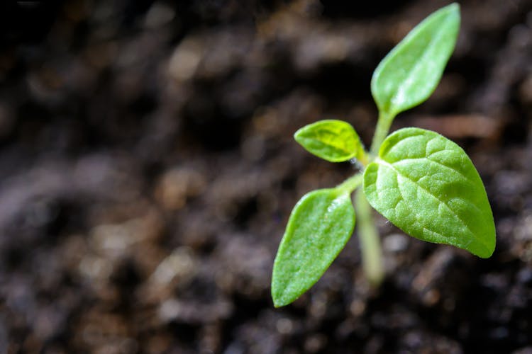 Organic compost in a garden